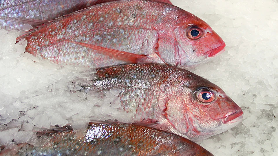 Red Snapper 5kg Box