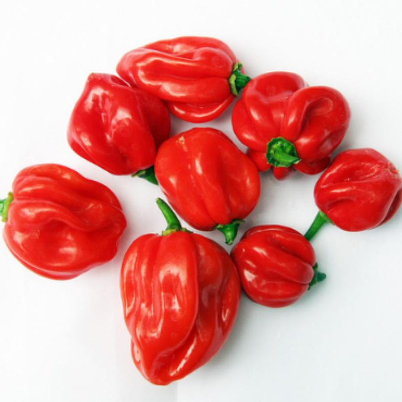 Dutch Rodo Normal Rodo – Noveris