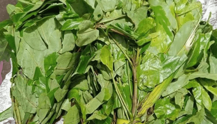Vegetable - Oha Leaf