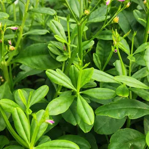 Vegetable - Water Leaf