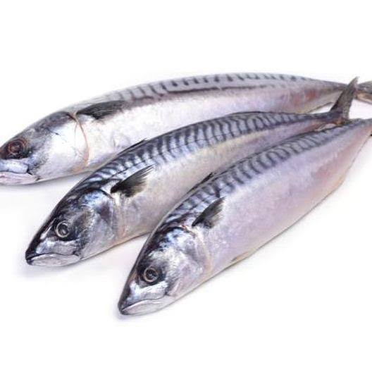 Titus (Mackerel)