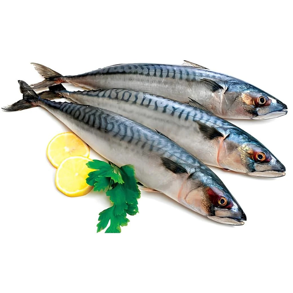 Titus (Mackerel)