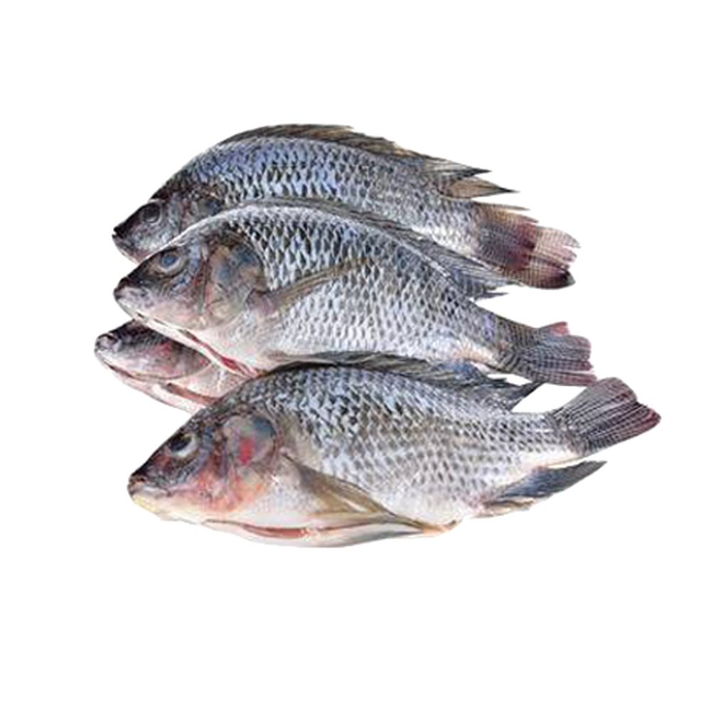 Tilapia- Medium (500-800)
