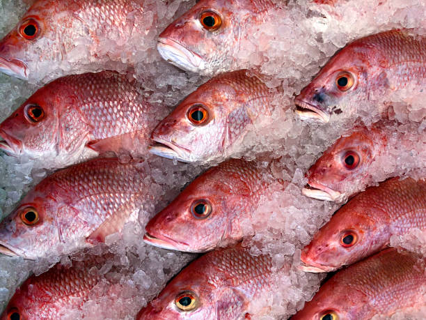 Snapper Boxes Red Snapper 5kg Box – Noveris